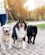 TECKEL CANELA - PASEADOR CANINO S.L. imagen 2