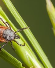 OPC Pest Services - Lexington image 8