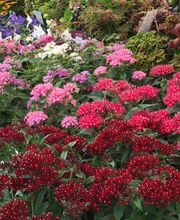 Gartenmarkt Meisenbach Bild 6