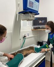 Riviera Vet image 11