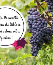 La Main Verte image 10