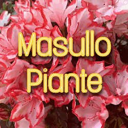 Vivaio Masullo Piante logo