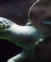 Freihand Airbrusharbeit 70x50 cm