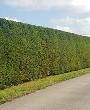 Pfaffenberger Garten-Baum-Zaun Bild 3