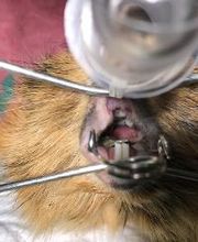 Clínica Veterinaria Okapi imagen 7