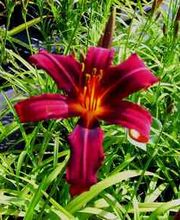 Pflanzenhandel Taglilienstaude