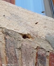 Bresse Nuisibles image 15