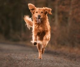 Hundeschule Schussenpfoten Bild 2
