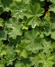 Staudengärtnerei David Müller Bild 5