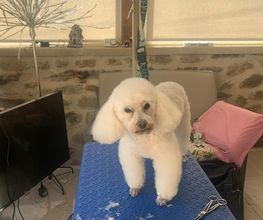Domidogs image 6