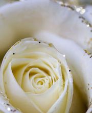 Fleurs Du Mené image 1