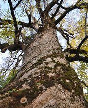 Baumpflege Dietrich GmbH Bild 1