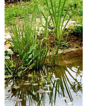 Ihr Wunschgarten Bild 1