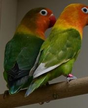 DAS FUTTERHAUS - Bremen-Weserpark Bild 9