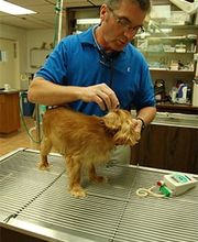 Town & Country Veterinary Clinic image 15