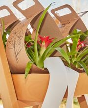 Servicio de Floristeria Planta Viva en el Tanatorio Àltima Ronda de Dalt