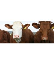 Tierarztpraxis Janeta Dabruck Bild 6