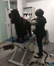 AU CHARME CANIN image 8