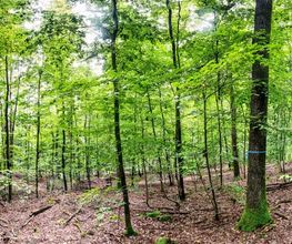 FriedWald Wiesenbach Bild 5