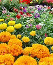 Villaverde Lecornu Jardinerie EURL image 5