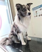 Dierenkliniek PETcomfort - Dierenarts Utrecht afbeelding 11