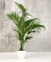 fresh-green-fronds-potted-kentia-palm-plant-against-grunge-gray-wall-min.jpeg
