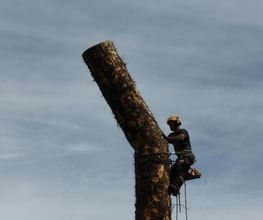D'Arbre en Arbre image 19