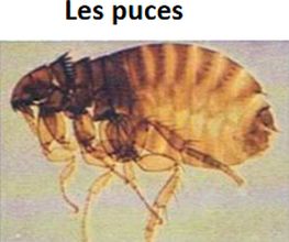 Desinfestation.ch Sàrl Bild 2