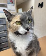 Lincoln Avenue Cat & Dog Hospital image 11