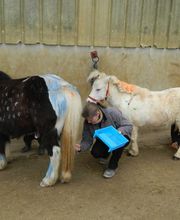 Centre Equestre des Cavalous image 8