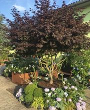 Baumschule Popp Bild 4