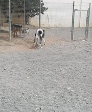 Residencia canina Tarazona imagen 11