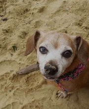 SurfSide Dog LLC image 2