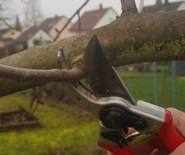 Sternberger Baum- & Landschaftspflege Bild 3