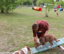 Hundeschule Mosig Bild 6