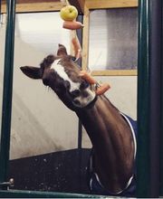 Ecurie de crête Bild 4