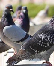 AST Pestcontrol imagen 8