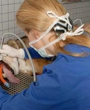 Tierarztpraxis Steinel Jonas Dr. Bild 1