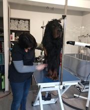 AU CHARME CANIN image 4