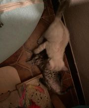 Chatterie Panthera du Maquis image 20