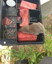 ahs - Schädlingsbekämpfung Abrell Bild 2