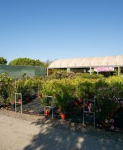 Pépinières de Corme Royal image 20