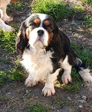 Manusset Sylvie image 5