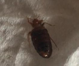 3D Nuisibles Extermination image 15
