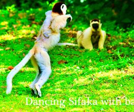 One Mada Bild 12