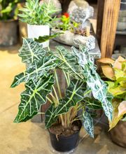 In Bloom Florist image 19