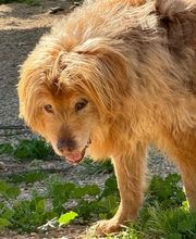 Adiestramiento Córdoba imagen 12