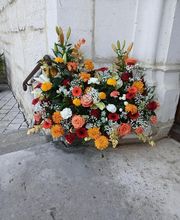 Nymphea Fleurs image 4