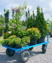 GartenBaumschule Schneider Bild 4
