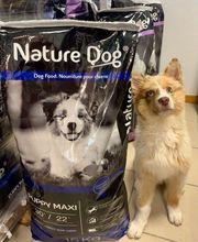 Nature Dog 05 Briançon image 4